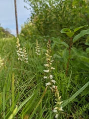 Spiranthes incurva