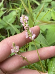 Persicaria pensylvanica