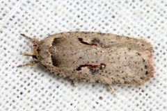 Agonopterix ocellana