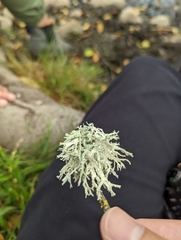 Evernia prunastri
