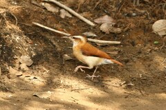 Furnarius leucopus