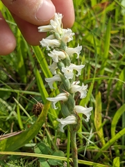 Spiranthes incurva