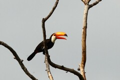 Ramphastos toco