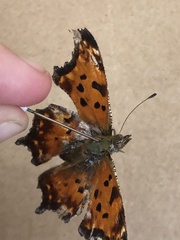 Polygonia
