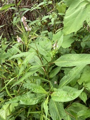 Persicaria pensylvanica