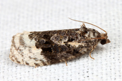 Apotomis betuletana