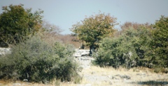 Panthera leo melanochaita