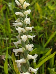 Spiranthes incurva