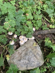 Lepiota cristata