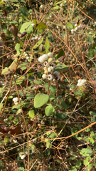 Symphoricarpos albus