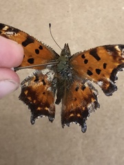 Polygonia