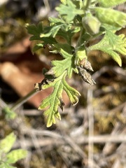 Teucrium botrys