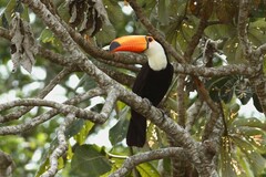 Ramphastos toco
