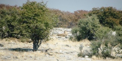 Panthera leo melanochaita