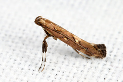 Calybites phasianipennella