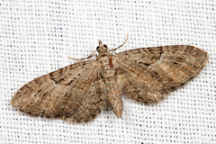 Eupithecia pusillata
