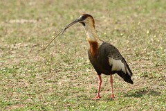 Theristicus caudatus