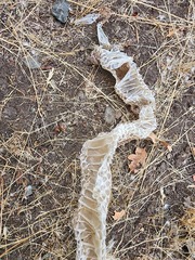 Crotalus oreganus oreganus