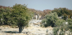 Panthera leo melanochaita
