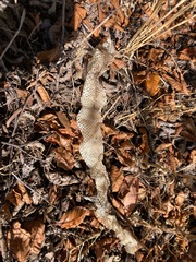 Crotalus oreganus oreganus