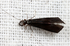 Mystacides azureus