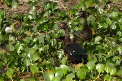 Cairina moschata