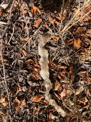 Crotalus oreganus oreganus