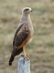 Buteogallus meridionalis