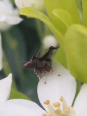 Choreutis
