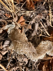 Crotalus oreganus oreganus