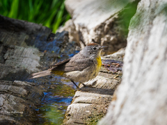 Leiothlypis virginiae