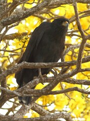 Buteogallus urubitinga