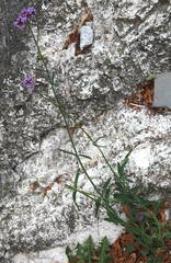 Verbena bonariensis