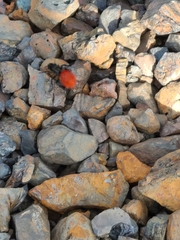 Dasymutilla magnifica