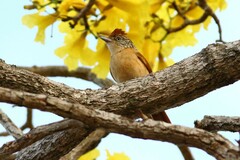 Thamnophilus doliatus