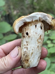 Russula foetens