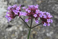 Verbena bonariensis