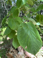 Viburnum lantanoides