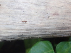 Formicidae
