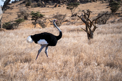 Struthio molybdophanes