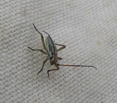 Leptopterna dolabrata