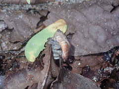Coenobita compressus