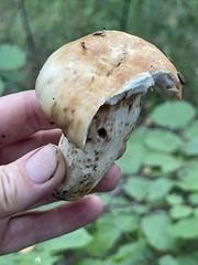 Russula foetens