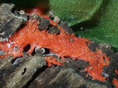 Tubifera ferruginosa