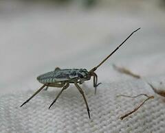 Leptopterna dolabrata