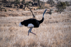 Struthio molybdophanes