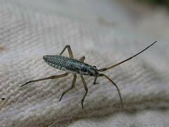 Leptopterna dolabrata