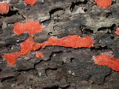 Tubifera ferruginosa