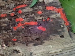 Tubifera ferruginosa