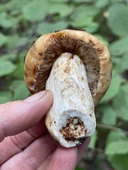 Russula foetens
